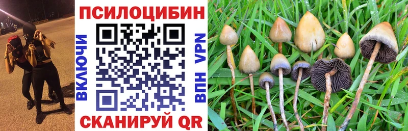 Псилоцибиновые грибы прущие грибы  даркнет сайт  Куртамыш 